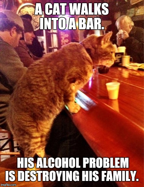 Anti joke cat Imgflip