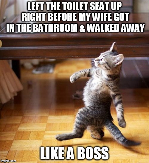 Cat Walking Like A Boss Imgflip