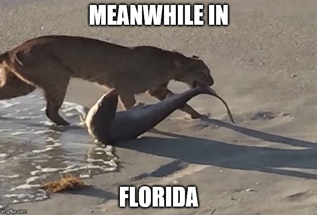 Meanwhile in Florida Imgflip