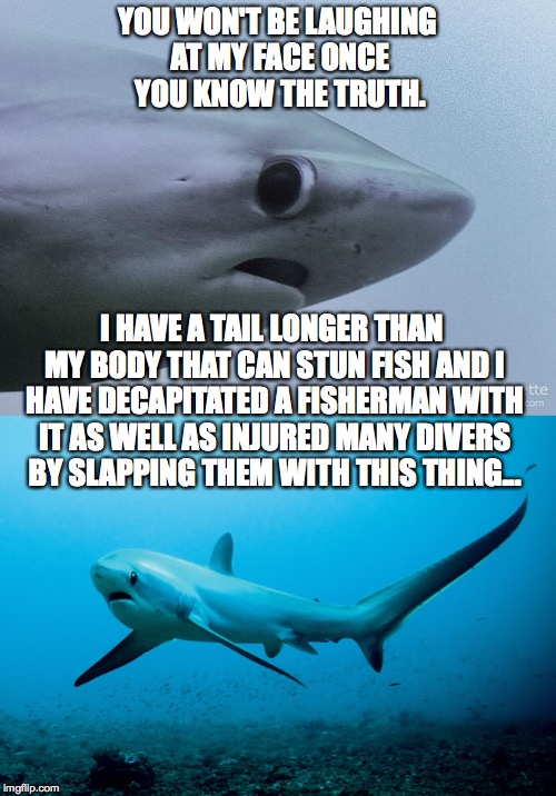 The Truth About The Awkward Shark Imgflip