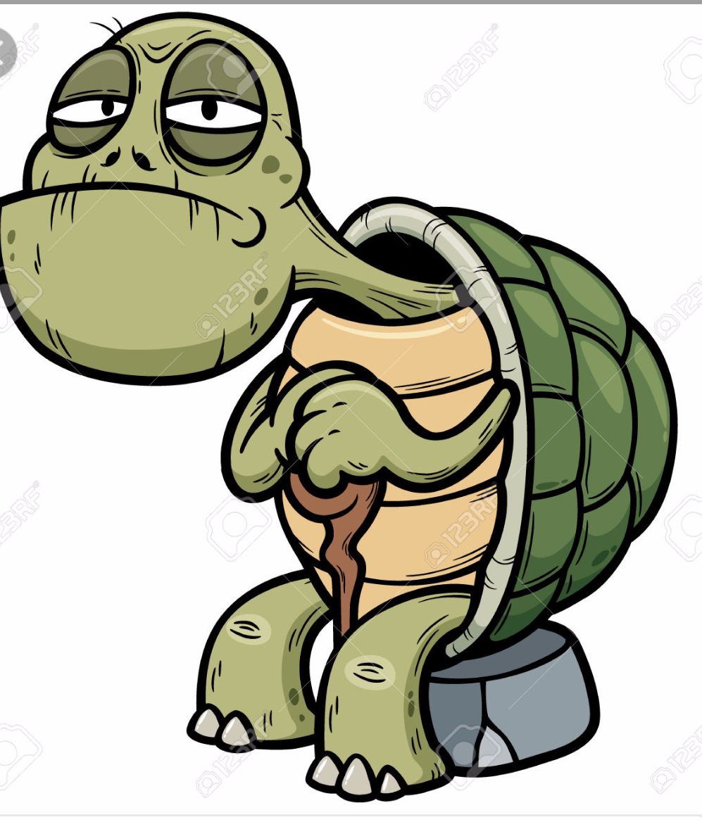 "turtle" Meme Templates Imgflip
