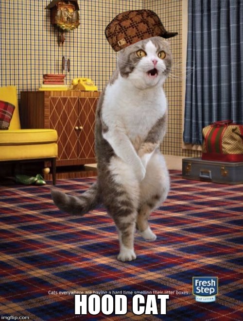 Gotta Go Cat Meme Imgflip