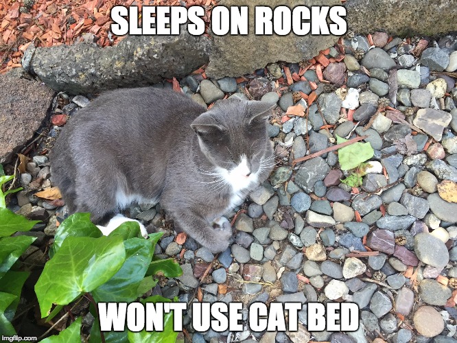 cat sleeps on rocks Imgflip
