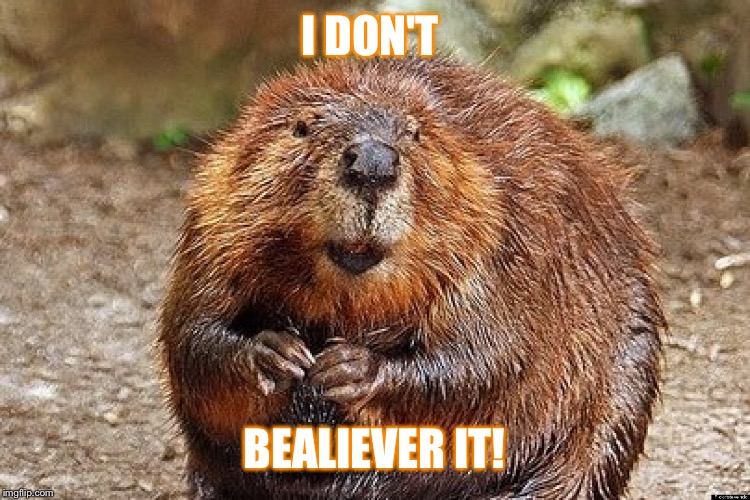 Beaver believe Imgflip