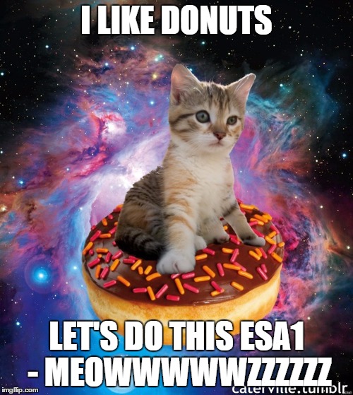 Cat Donut Meme