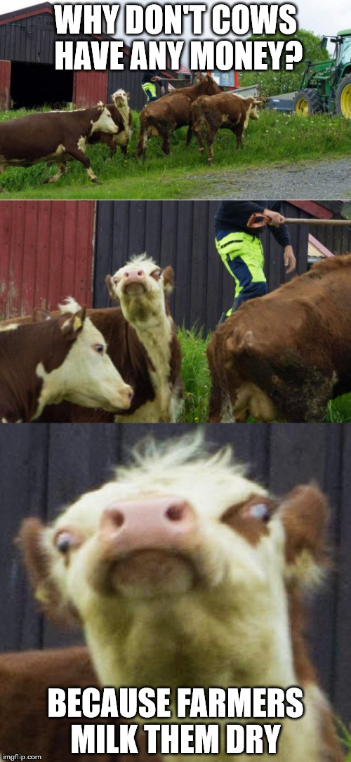 Broke cows Imgflip