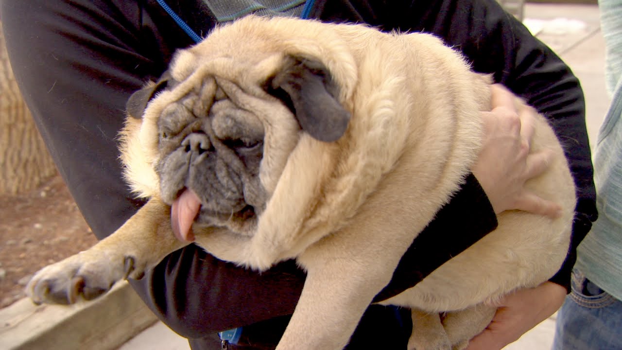 fat pug Blank Template Imgflip