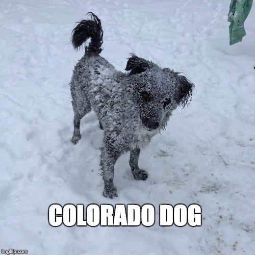 Colorado Dog Imgflip