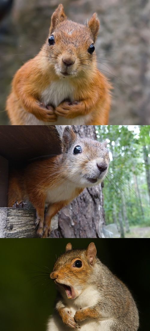 bad pun squirrel Blank Template Imgflip