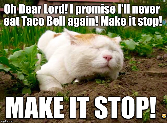 Taco Bell cat Imgflip
