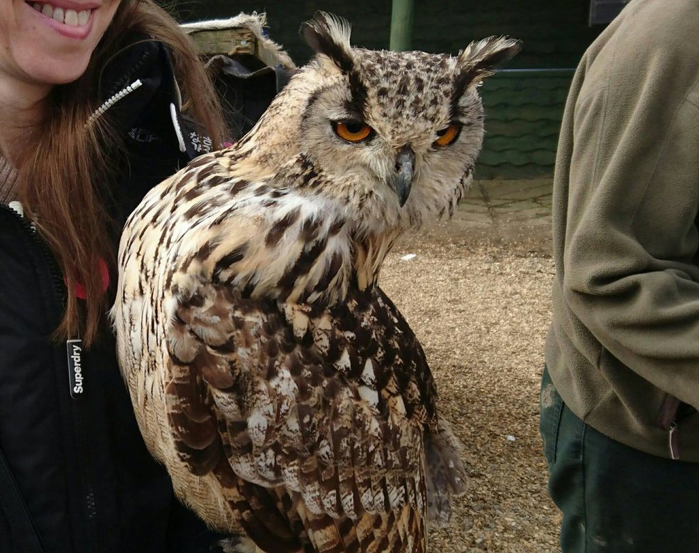 "owl" Meme Templates Imgflip