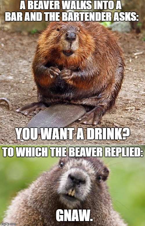 Bad Pun Beaver Imgflip