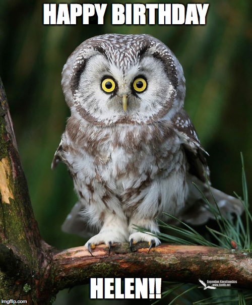 Owl Imgflip