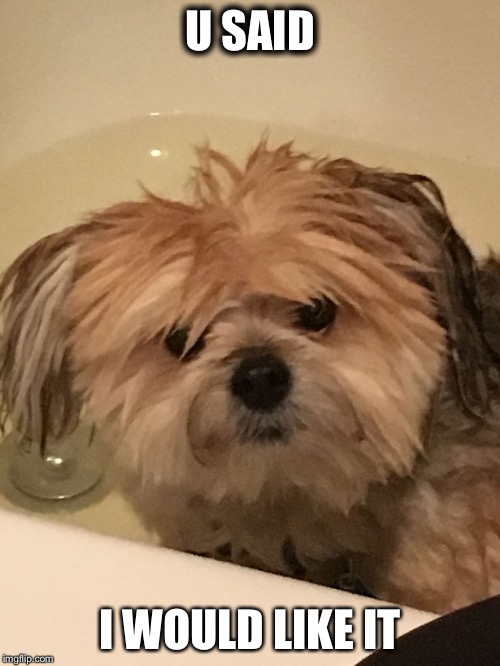Image tagged in dog,bath Imgflip