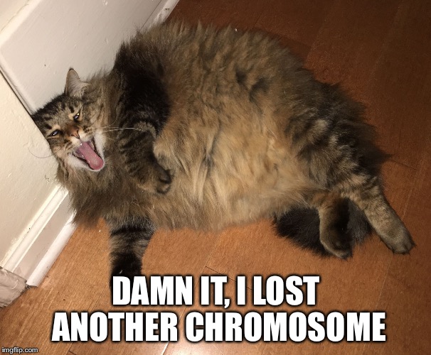 Fat Cat Imgflip