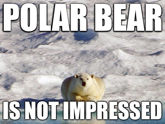 Image tagged in polar bear Imgflip