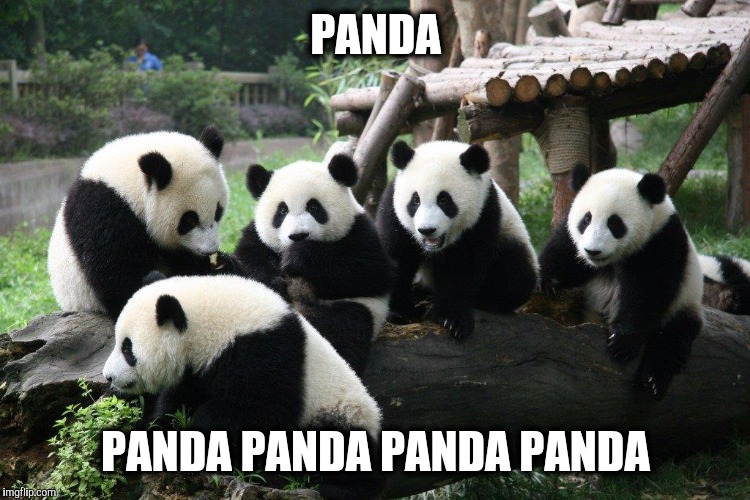Image tagged in panda,pandas,new york Imgflip