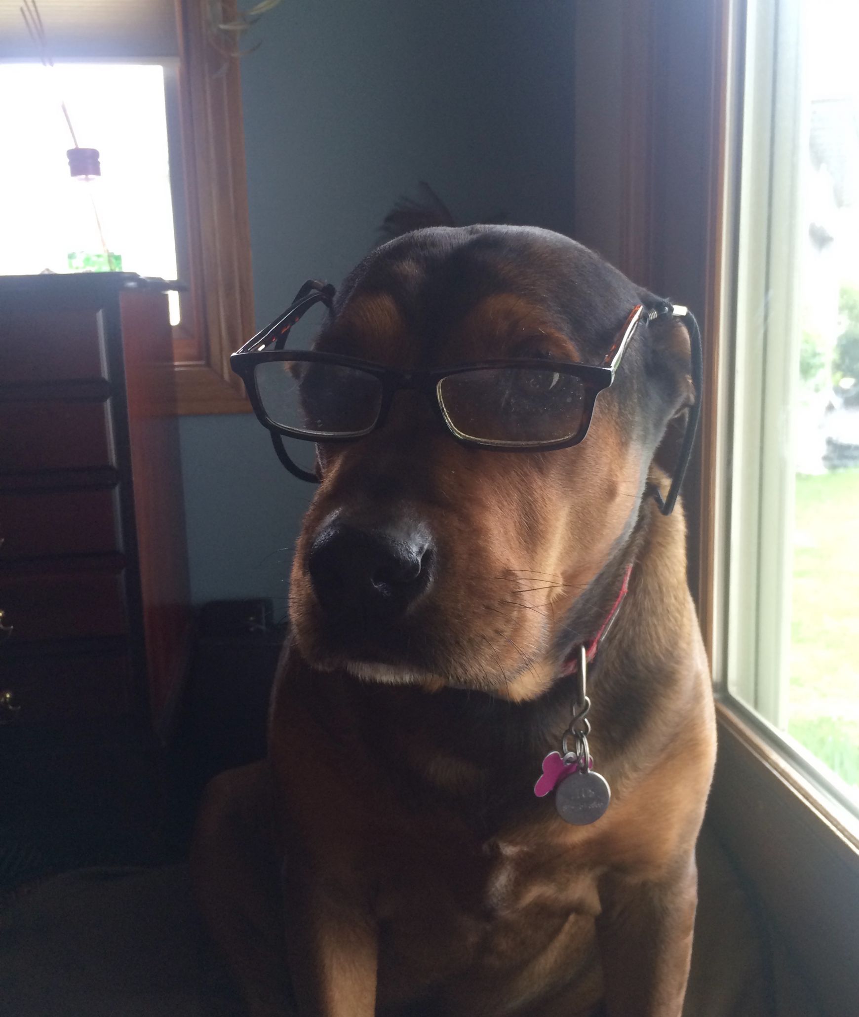 Nervous Dog Collar Meme