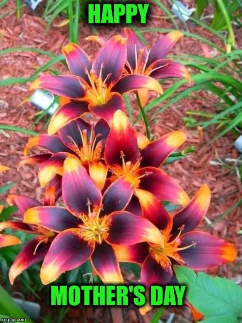 Flowers Imgflip