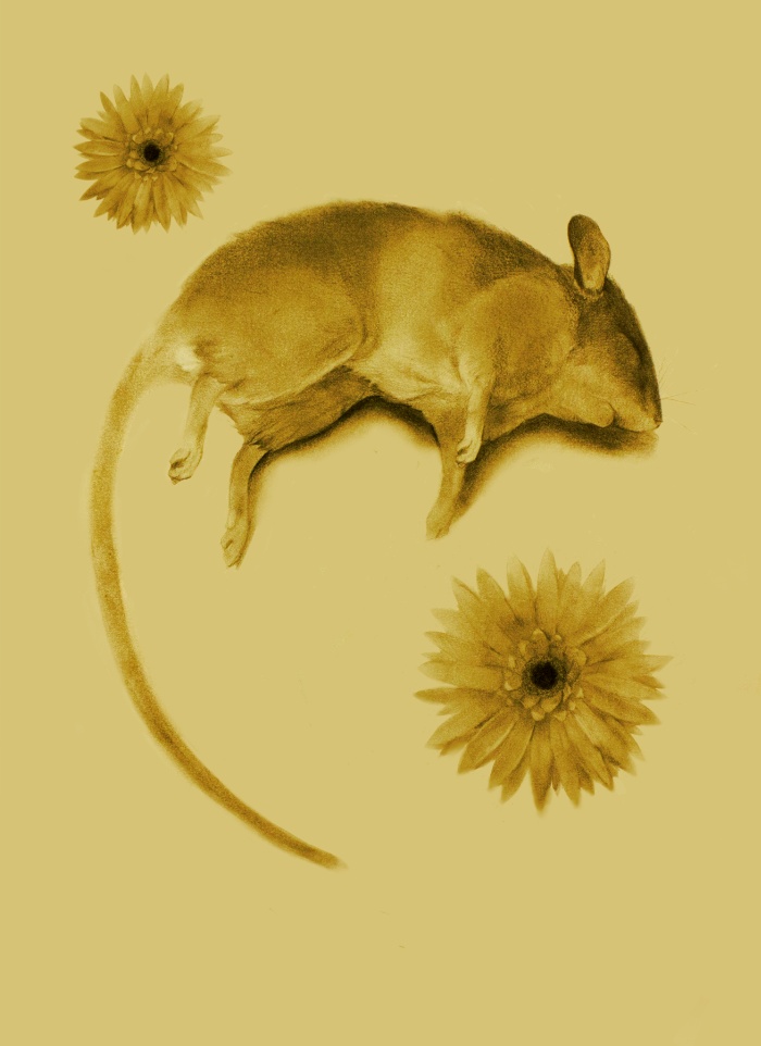 Flowers For Algernon Blank Template Imgflip