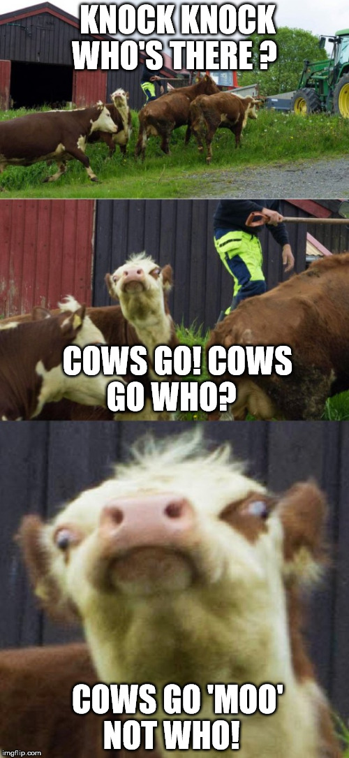 Bad pun cow Imgflip