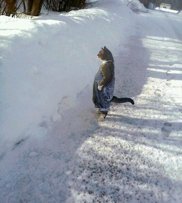 Standing boat cat Memes Imgflip