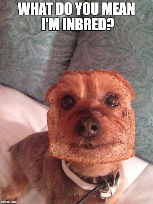 Inbred Imgflip