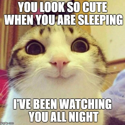 Smiling Cat Meme Imgflip