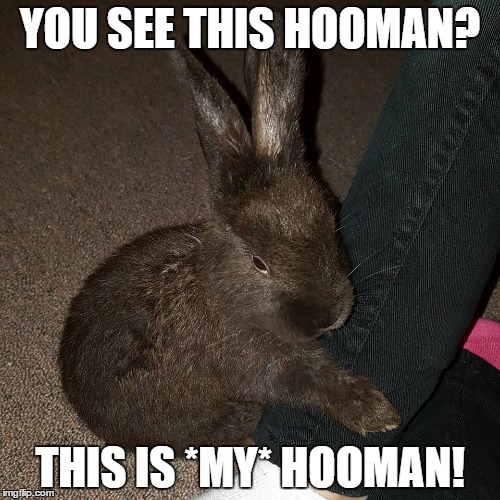 rabbits Imgflip
