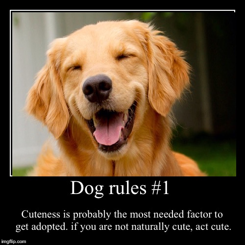 Dog rules 1 Imgflip