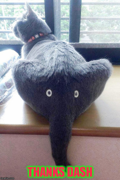 Bad pun dogs Imgflip