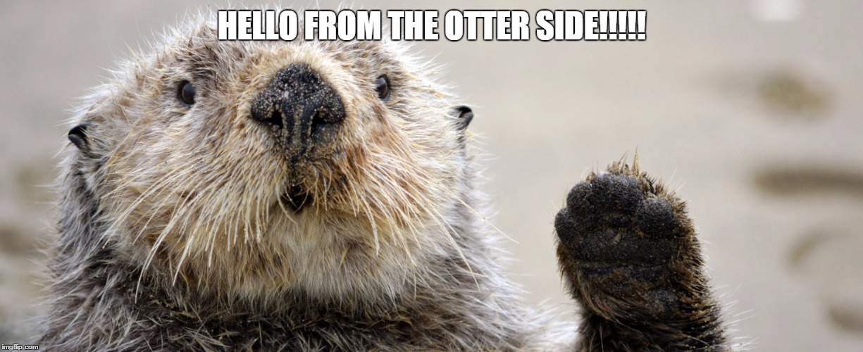 HELLO FROM DA OTTER SIDE Imgflip