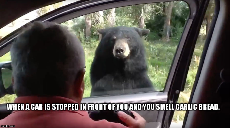 Image tagged in garlic bread car bear Imgflip