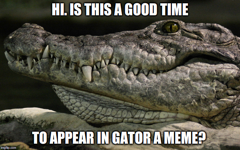 Gator meme. Quite about time! Imgflip