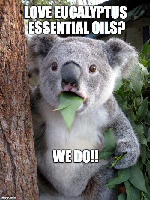 Eucalyptus anyone? Imgflip