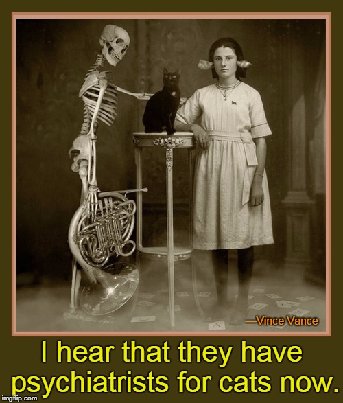 That Cat Needs a Shrink Imgflip