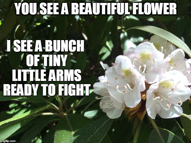 Image tagged in fighting flowers Imgflip