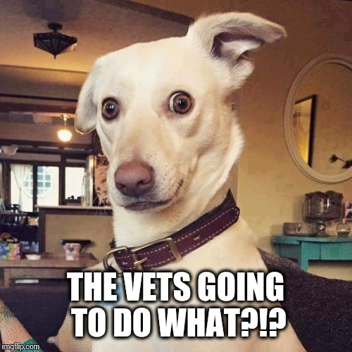 The vets going to do what?!?... Imgflip