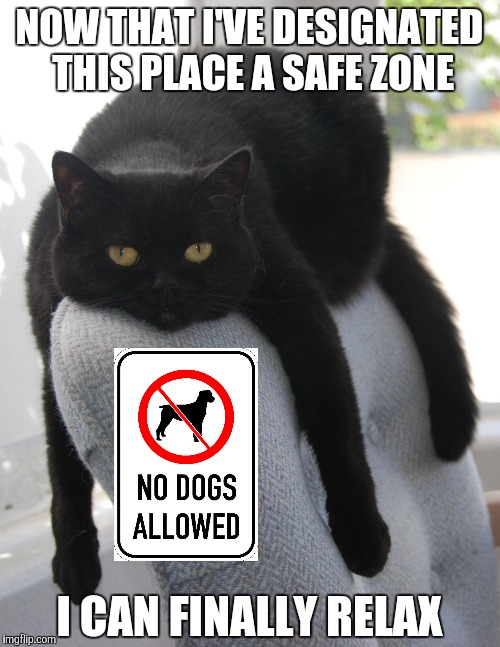 Draped Cat Be Like Imgflip