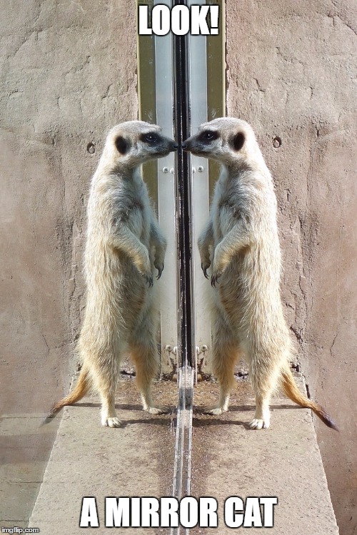 A meerkat looks through a mirror Imgflip