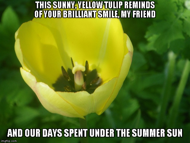 Tulips Meme Tulips Flower