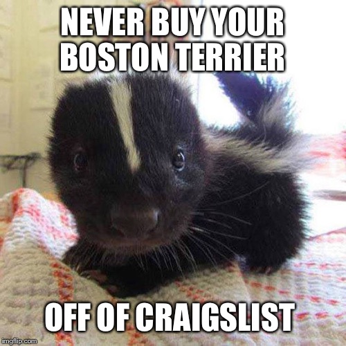 Image tagged in skunk Imgflip