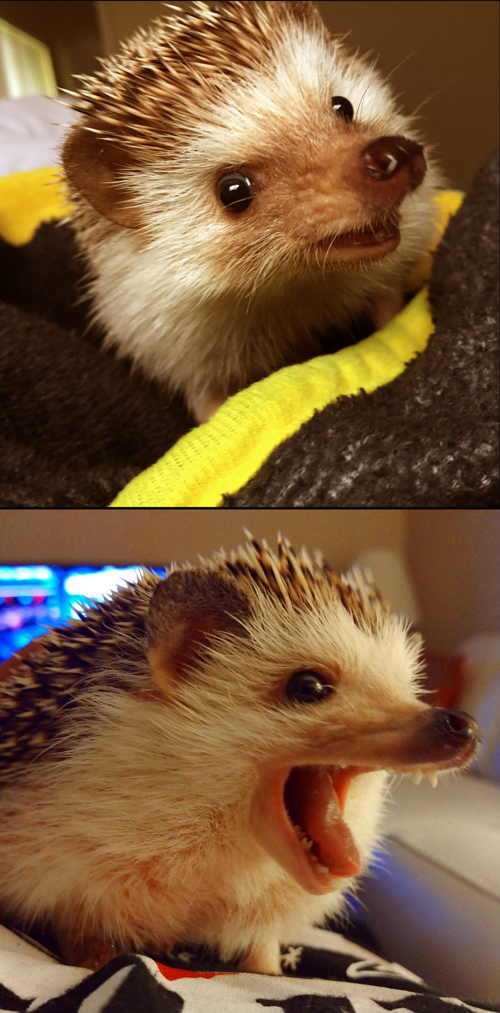 Corny Joke Hedgehog Blank Template Imgflip