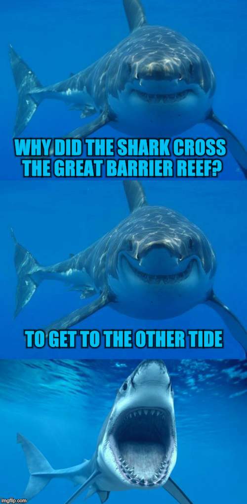 Bad Shark Pun Imgflip