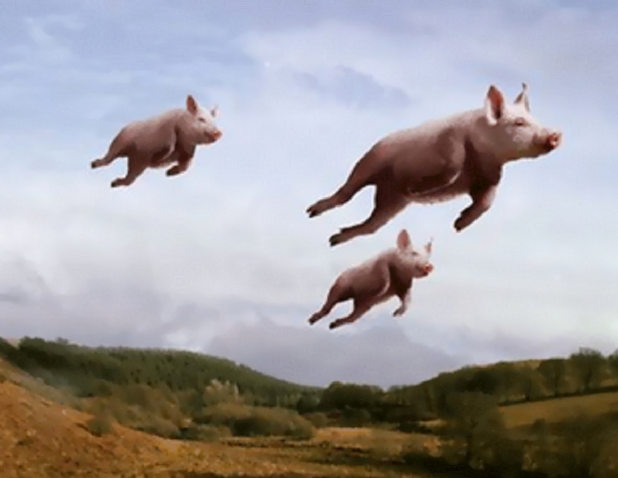 "pig" Meme Templates Imgflip