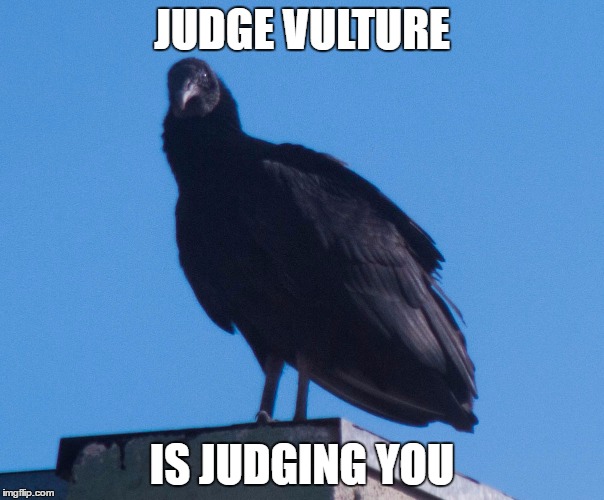 vulture Memes & GIFs Imgflip