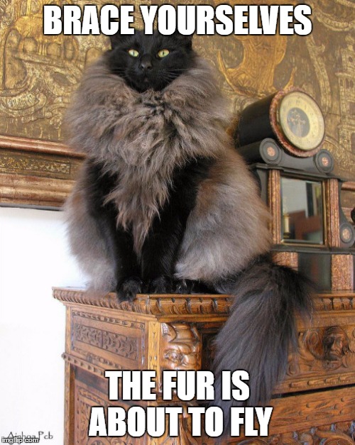 Game of Thrones cat Imgflip