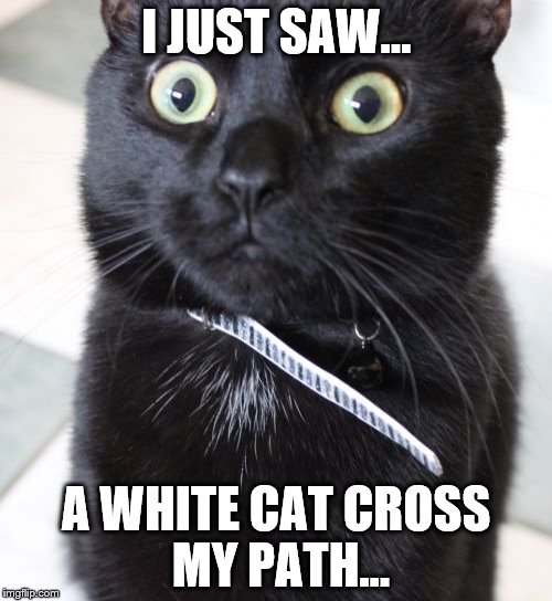 Albums 92+ Pictures When A White Cat Crosses Your Path Excellent