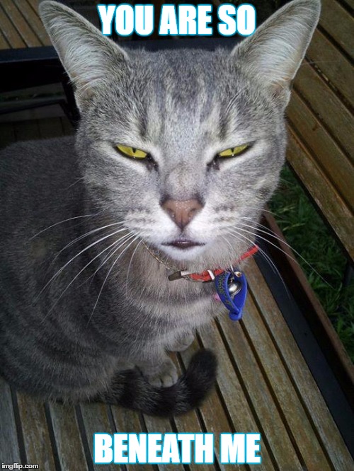 Judgemental Cat Imgflip
