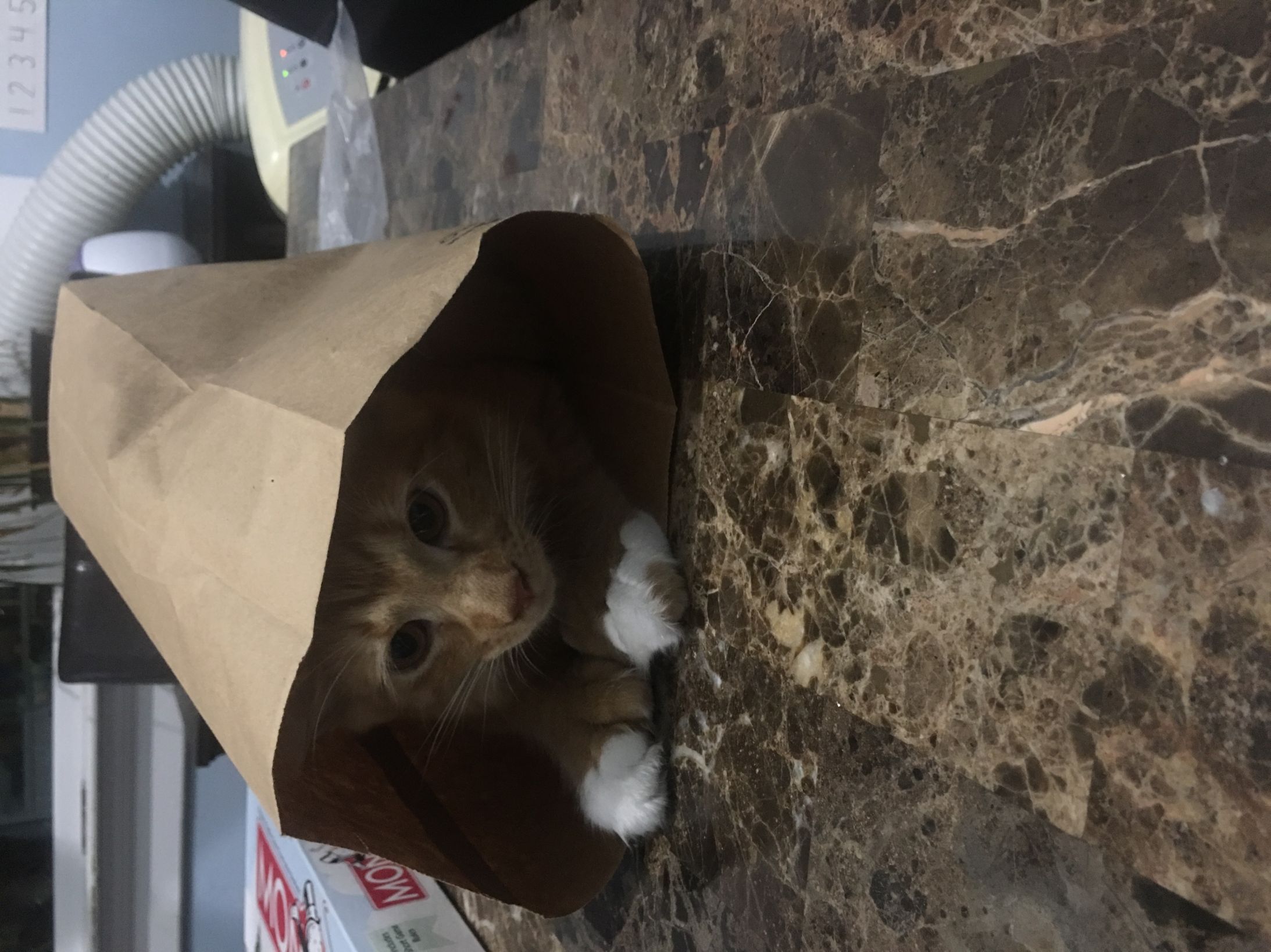 Cat in Chinese food bag Blank Template Imgflip